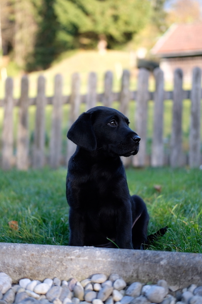 In Memoriam Basko von der Kaiserbuche